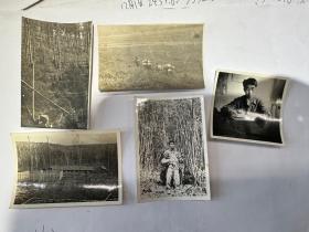 五十年代东北森林调查设计队 老照片5张