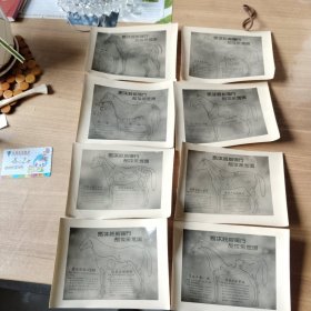 照片：<马体经络循行部位示意图>。存八张）