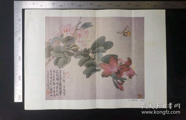 教学挂画:早期大紫荆蛱蝶挂画,中间硬折痕,作者俞致贞,37.5×26厘米,gyx22300