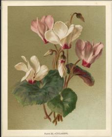 1884年套色石印版画花卉绘画仙客来