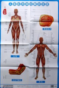 【正版新书】人体肌肉神经解剖挂图