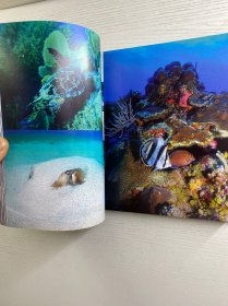 Dive in Style：With 743 Colour illustrations（2006年英文版）24开（精装如图、内页干净）