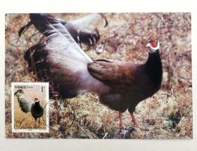 2000-3（10-4）《国家重点保护野生动物》之褐马鸡邮票极限片1枚，片源：总公司，销山西交城2000年2月25日戳。