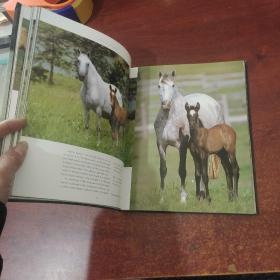 HORSES: REVEALING THE NATURAL SPIRIT OF THESE AMAZING ANIMALS (马 揭示这些神奇动物的自然精神)