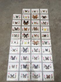 东南亚蝴蝶珍品 蝴蝶标本49张（请仔细查看照片可以看到大概尺寸，按图发货。）