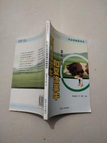 西门塔尔牛和夏洛莱牛养殖技术