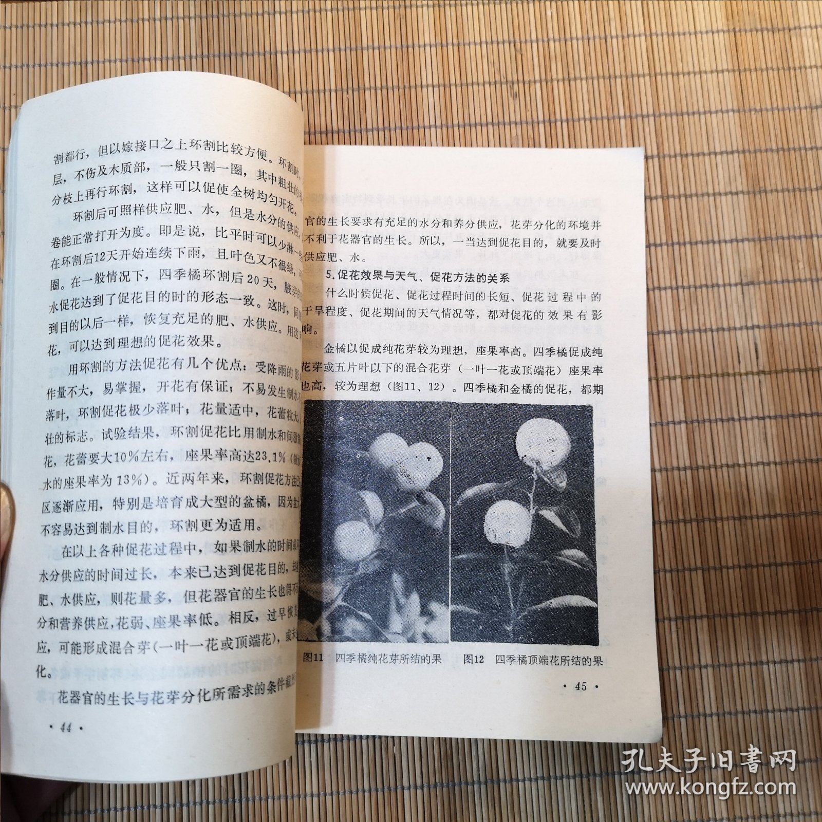 观赏盆橘栽培