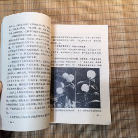 观赏盆橘栽培