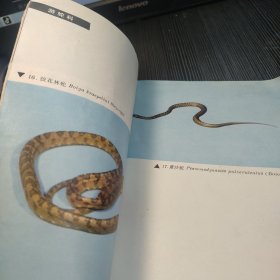 中国的毒蛇及蛇伤防治编写组