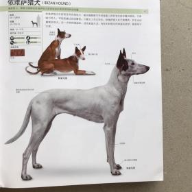 DK 世界名犬驯养百科