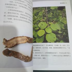 跟着小神农学认药丛书:跟着小神农学认药 清热解毒药