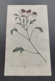 1793年手工上色铜版画《三色天竺葵》