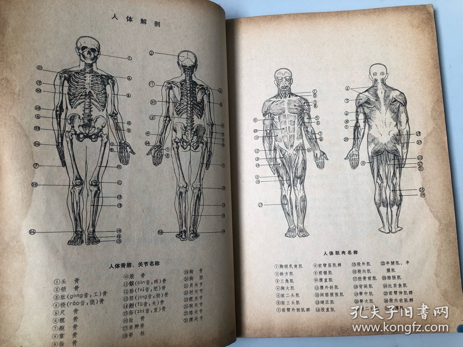 浙江美术学院编撰教材 人体结构书籍