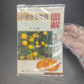 脐橙整形修剪图解