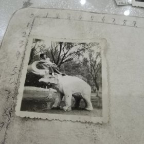 男子大象雕塑留影
