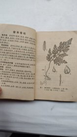 浙江民间常用草药