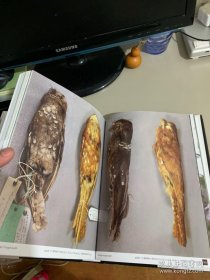 英文原版 全球夜鹰图鉴 Nightjars of the World : Potoos, Frogmouths, Oilbird, and owlet-nightjars 林鸱，蛙嘴夜鹰，油鸱，猫头鹰 鸟类图鉴 Birds field guide