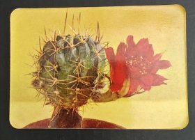 年历卡-1975年 仙人球花（2）