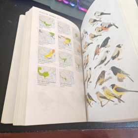 中国鸟类野外手册