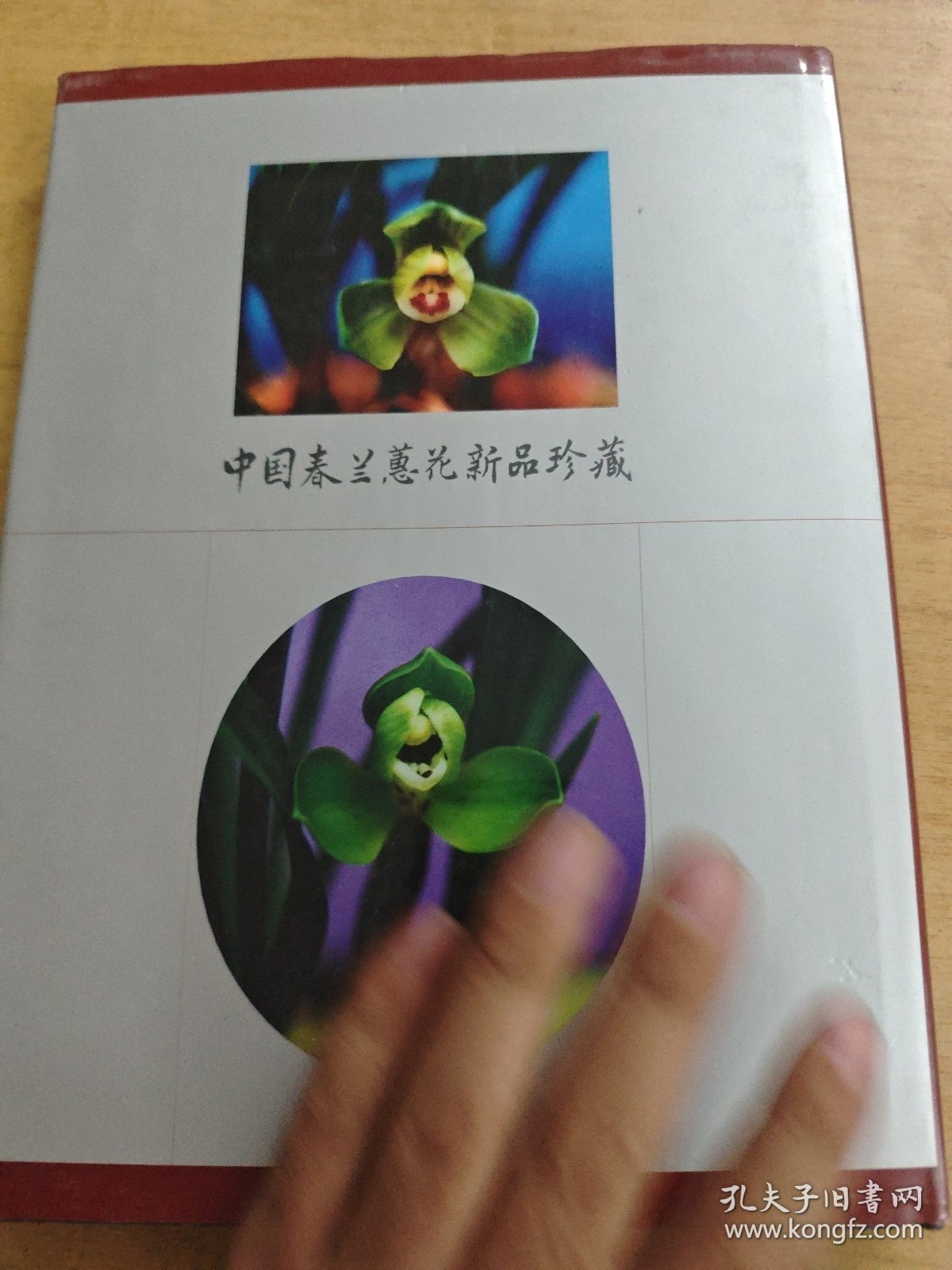 中国春兰蕙花新品珍藏