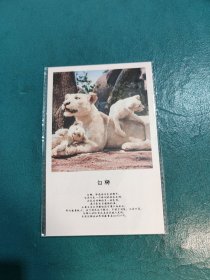 【明信片】武汉自然博物馆-白狮