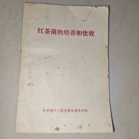 红茶菌的培养和饮效