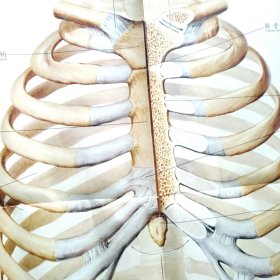 人体解剖挂图 1 骨及骨连结 <1-6胸廊（前面观）＞全开