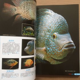 热带鱼图鉴