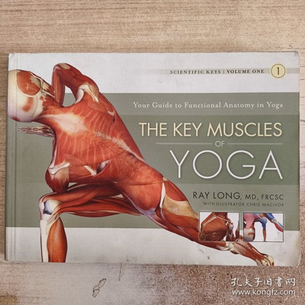 The Key Muscles of Yoga: Scientific Keys, Volume I