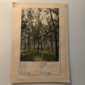 彩色照片：松树林探险 无底片（A72） 共1张售 档案盒H