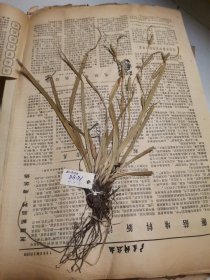 植物标本，无标本台纸.2150528-47
