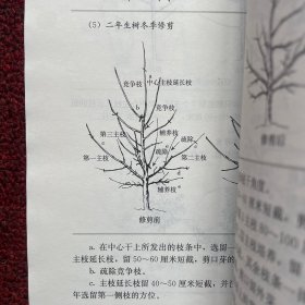 图解苹果整形修剪