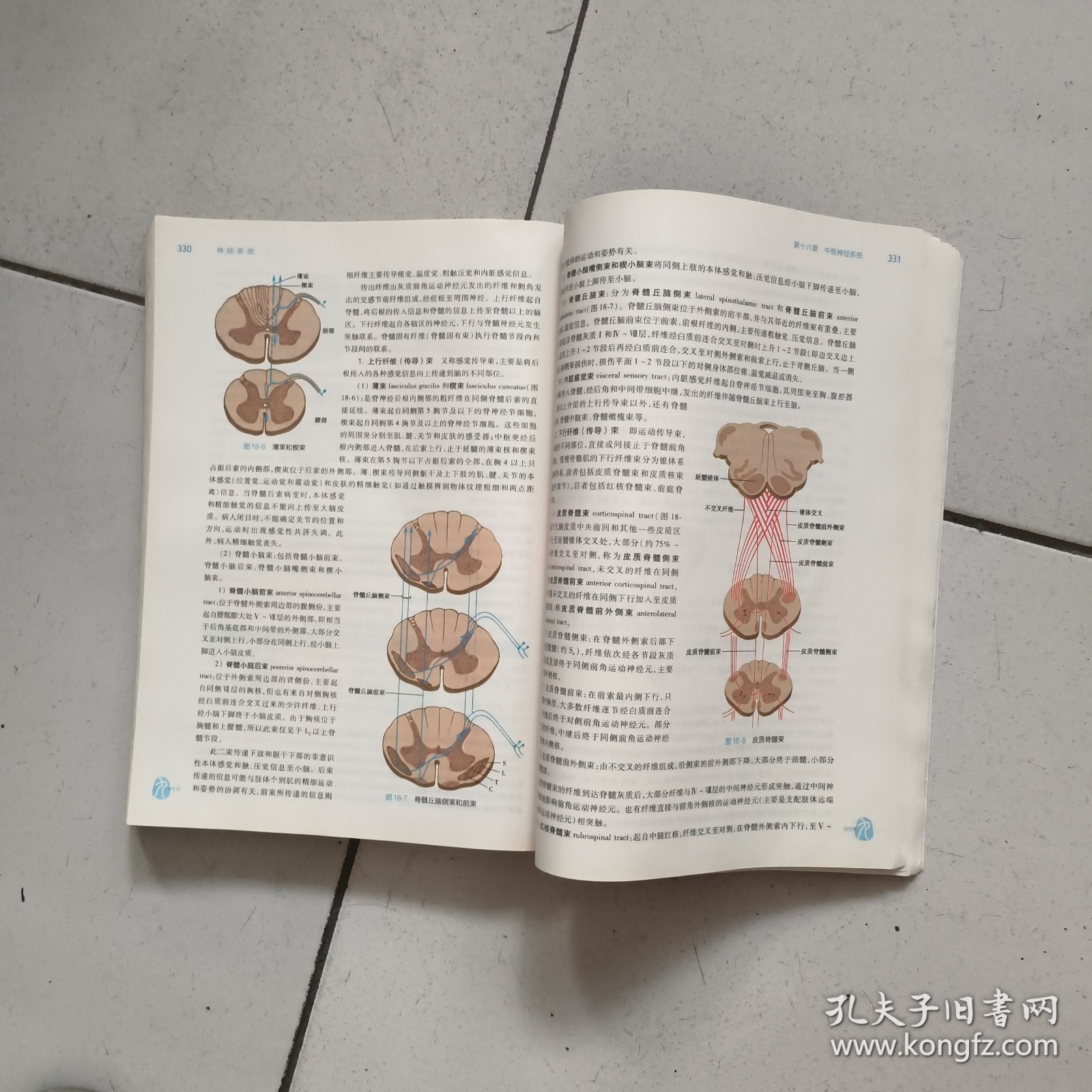 (十三五规划教材)系统解剖学(第9版/本科临床)包正版