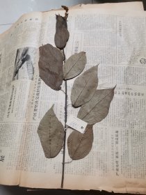 植物标本，无标本台纸.2150527-112