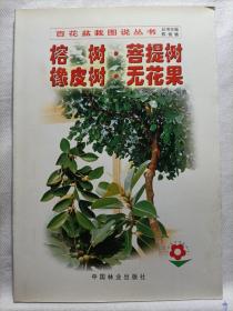 榕树菩提树橡皮树无花果