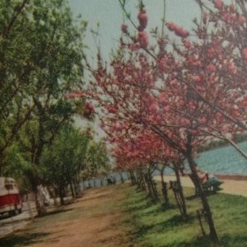 收藏品老明信片：西湖之春，白堤，吴宝基 摄，外文出版社，北京。