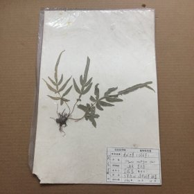 北京农学院植物标本 井栏边草