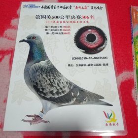 信鸽照片 中国信鸽公棚鸽王排名赛