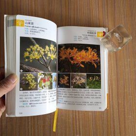 华东野外观花手册