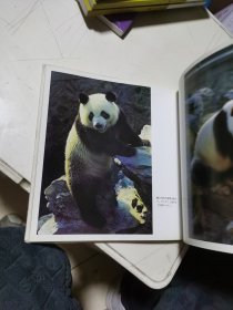 大熊猫（日文版摄影画册）