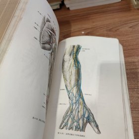 人体解剖学 下册 16开厚本