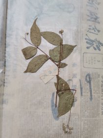 植物标本，无标本台纸.50327-94