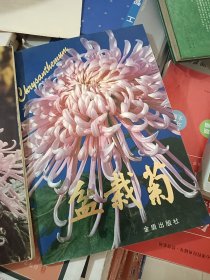 盆栽菊，菊花，二本合售