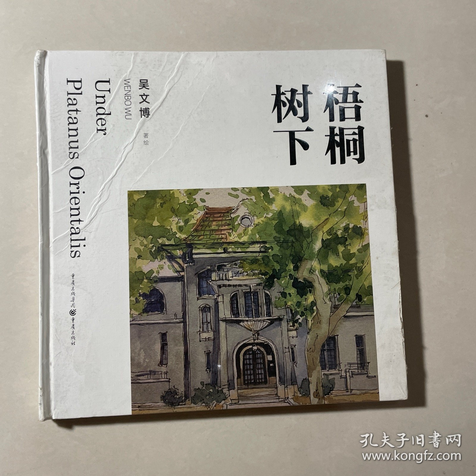 梧桐树下