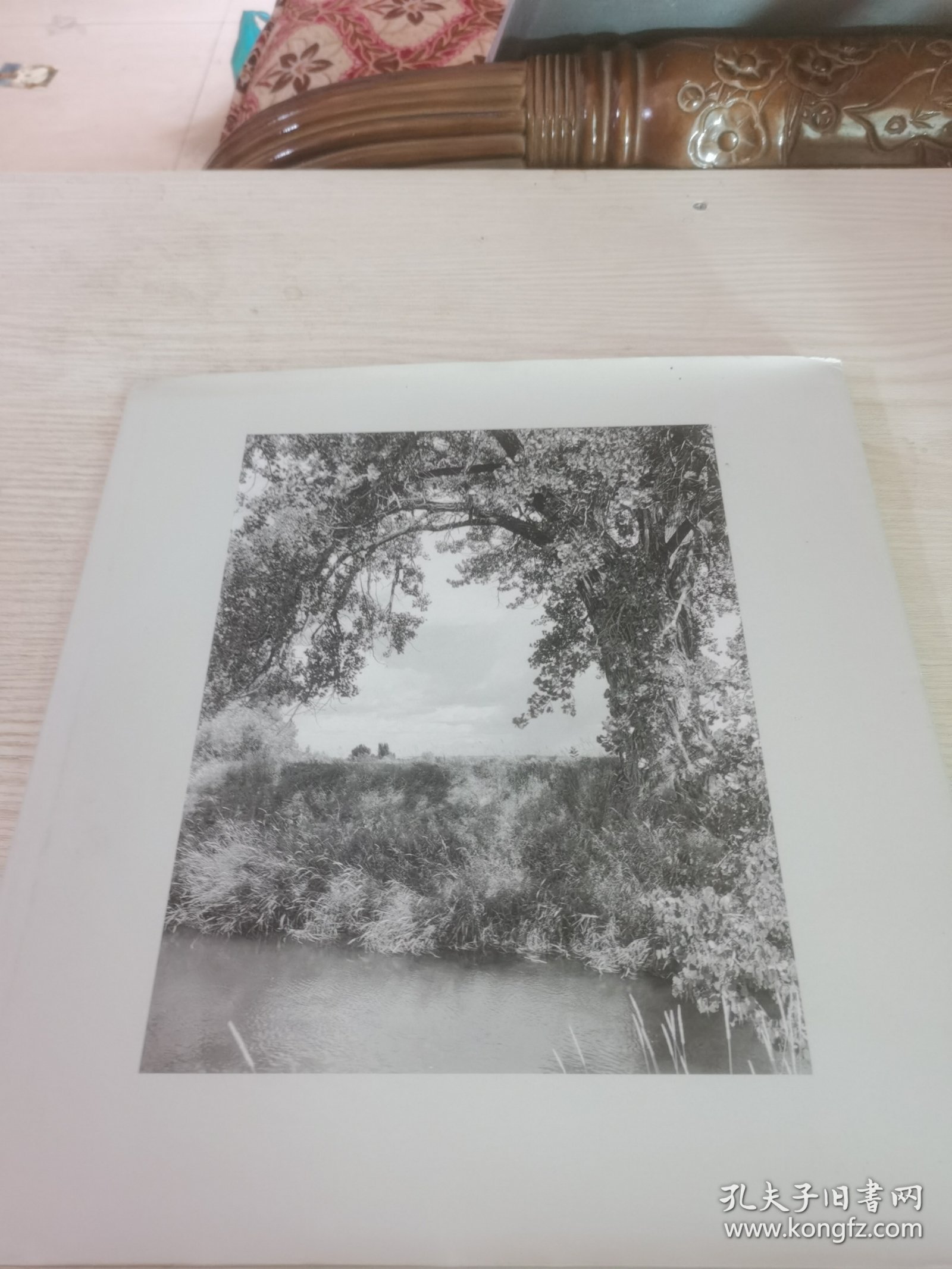 Robert Adams: Cottonwoods 罗伯特亚当斯: 白杨