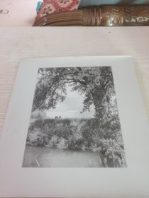 Robert Adams: Cottonwoods 罗伯特亚当斯: 白杨