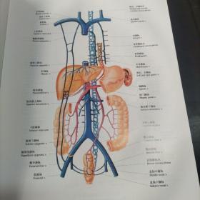 人体解剖彩色图谱