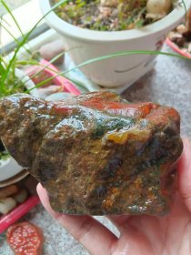 黑龙江不明石种一块，重465克，湿拍，天然无美颜
