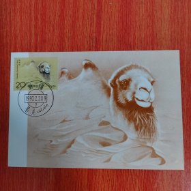 明信片——实寄邮资明信片 中国邮政明信片 野骆驼 盖新疆1993.2.20.9若羌邮戳