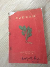 常见野菜图谱